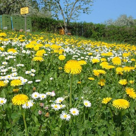 Ferienwohnungen "Allerleigruen" Langenroda Exteriör bild