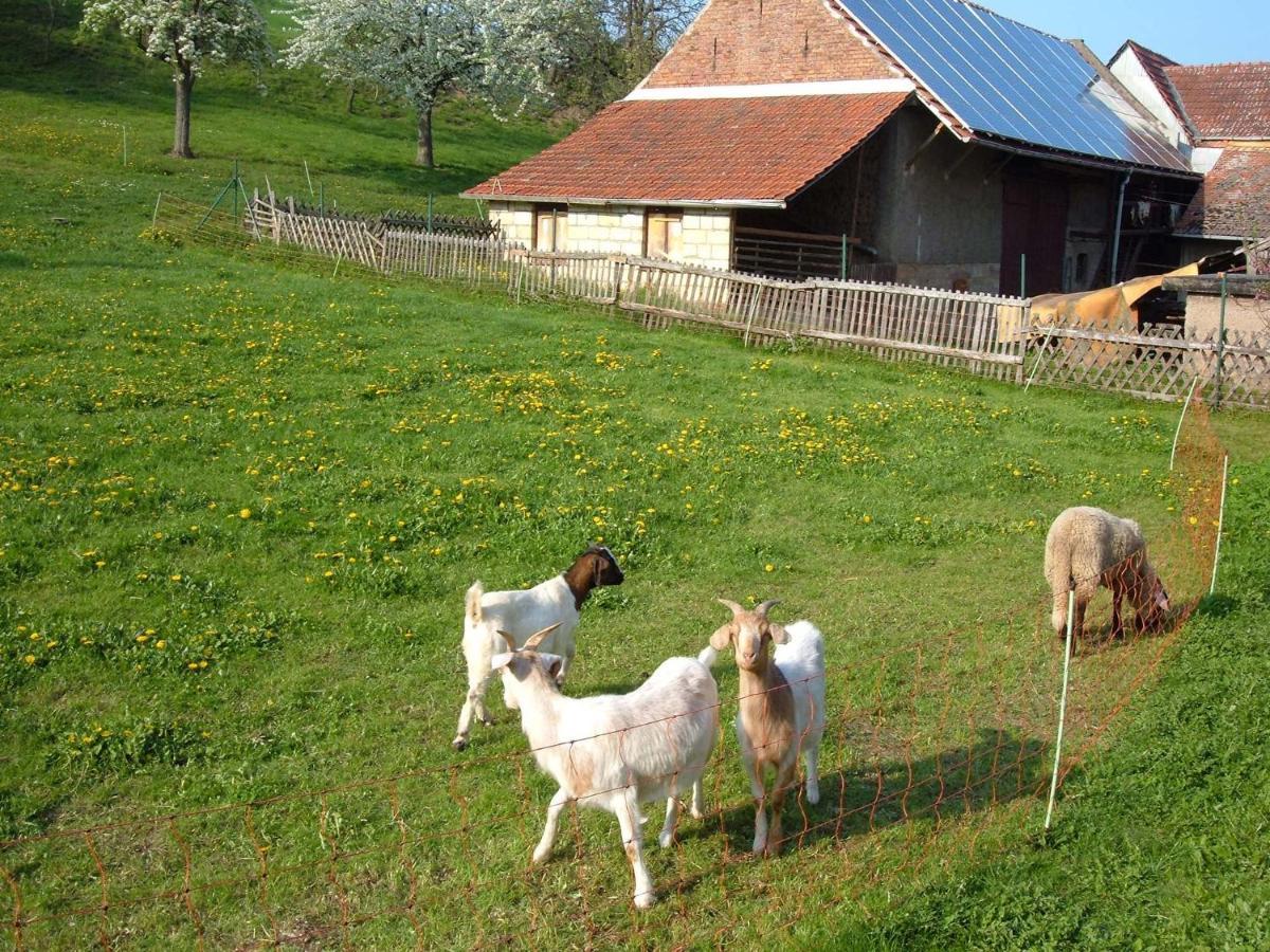 Ferienwohnungen "Allerleigruen" Langenroda Exteriör bild